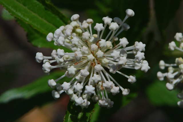 Ceanothus herbaceus