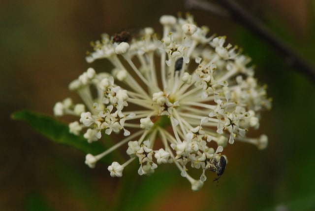 Ceanothus herbaceus