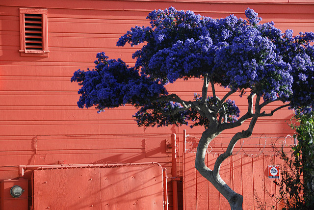 Céanothe de santa barbara