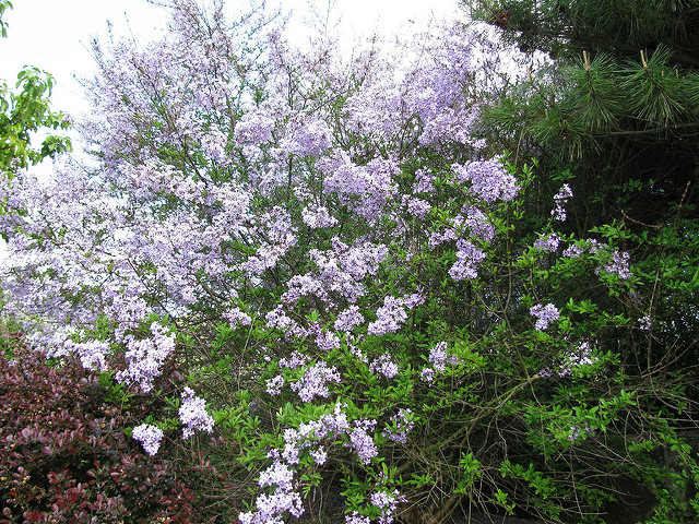 Céanothe de santa barbara (Ceanothus impressus)