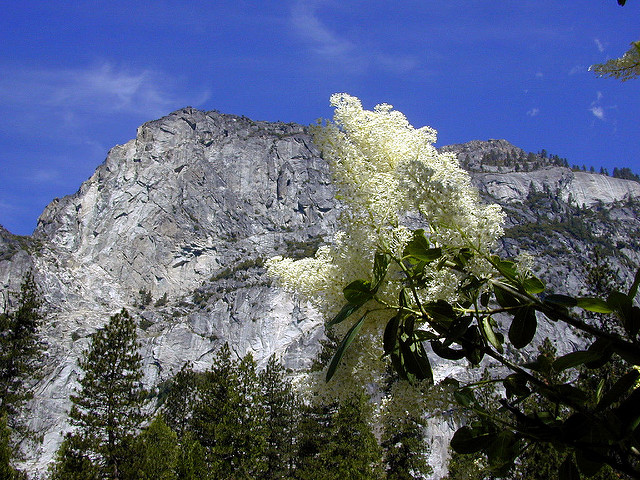 Ceanothus integerrimus