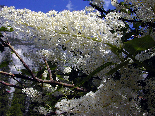 Ceanothus integerrimus