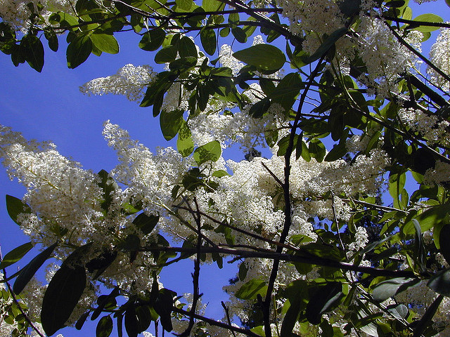 Ceanothus integerrimus