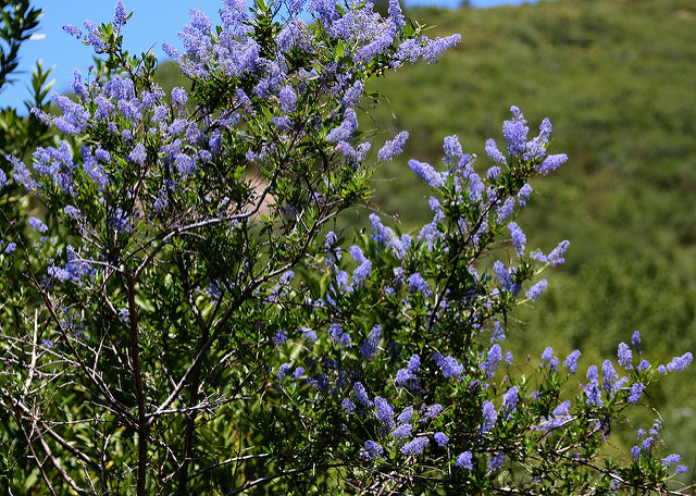 Ceanothus integerrimus