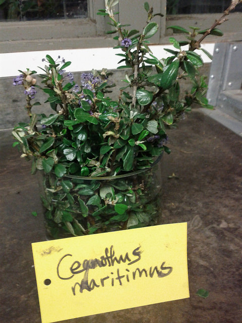 Ceanothus maritimus