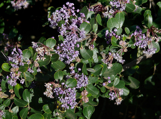 Ceanothus maritimus