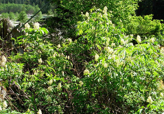 Ceanothus sanguineus