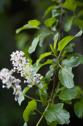 Ceanothus sanguineus