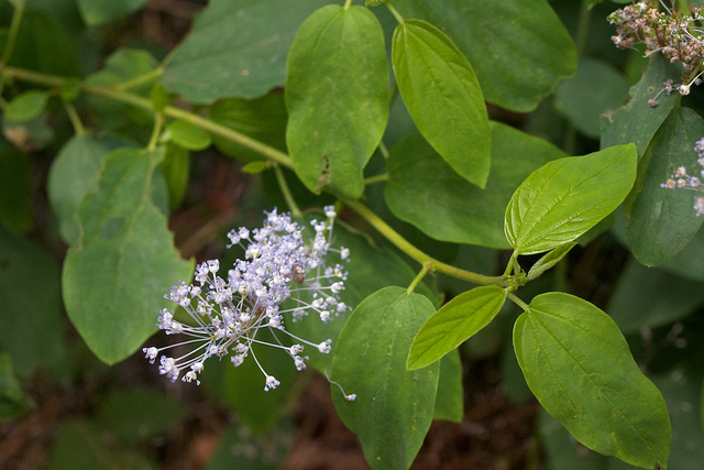 Ceanothus sanguineus