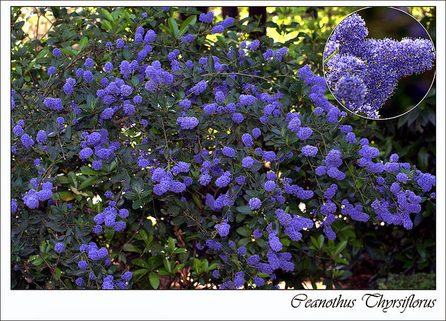 Lilas de californie