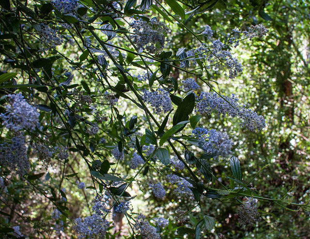 Lilas de californie