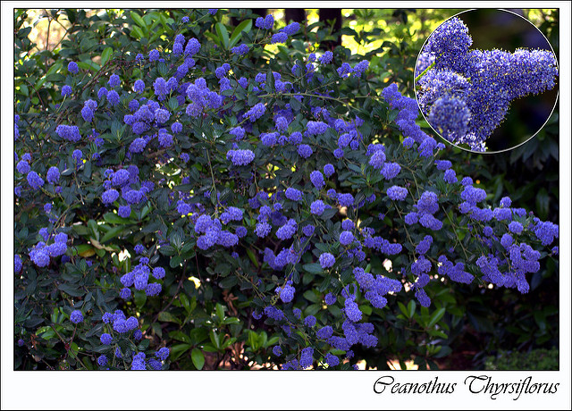 Lilas de californie
