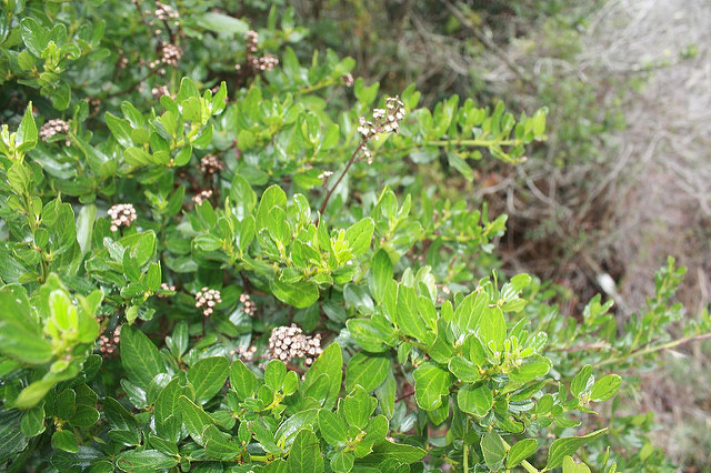 Lilas de californie