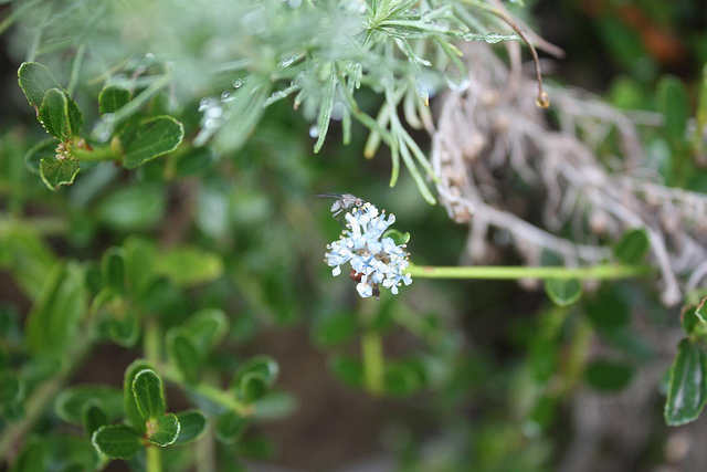 Lilas de californie