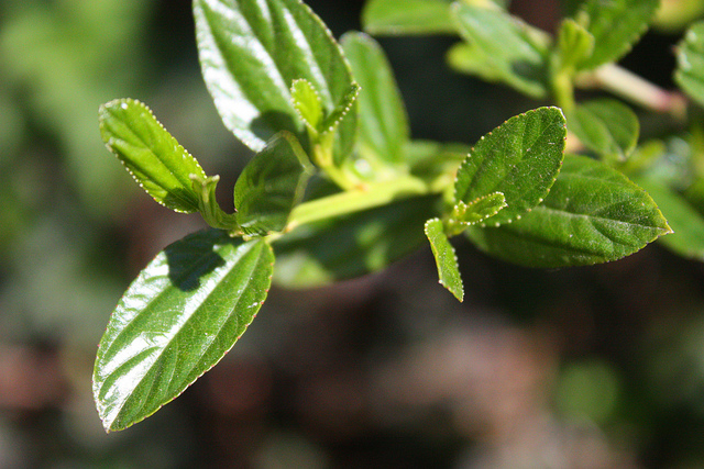 Lilas de californie (Ceanothus thyrsiflorus)