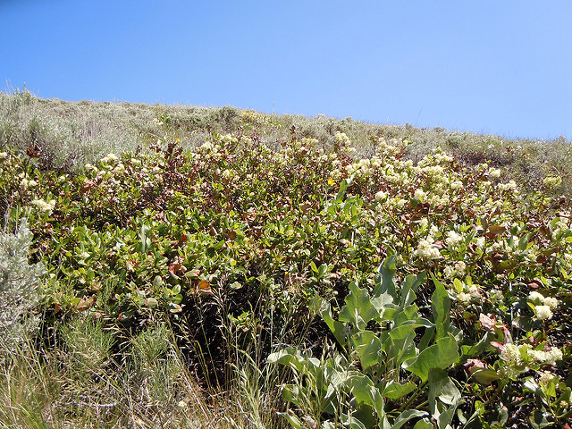 Ceanothus velutinus