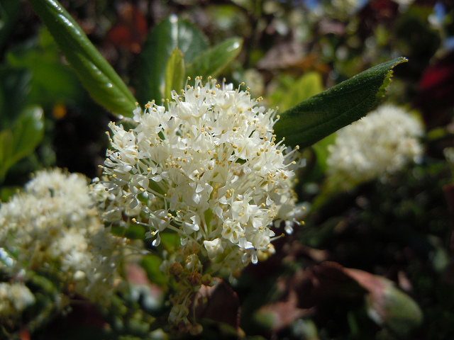 Ceanothus velutinus