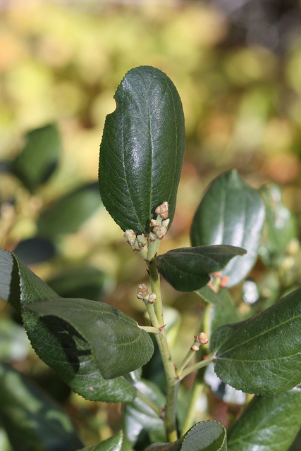 Ceanothus velutinus