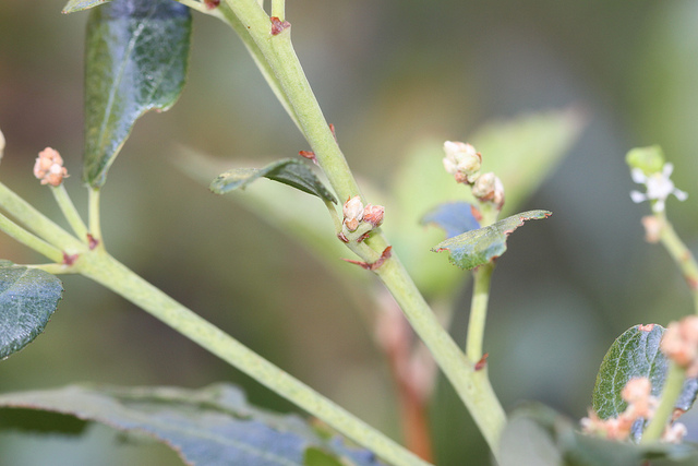Ceanothus velutinus