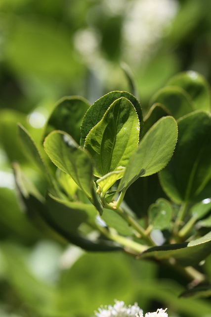 Ceanothus velutinus
