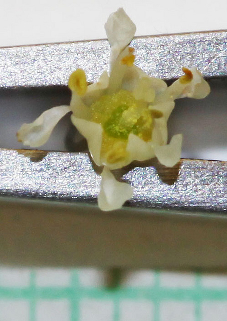 Ceanothus velutinus