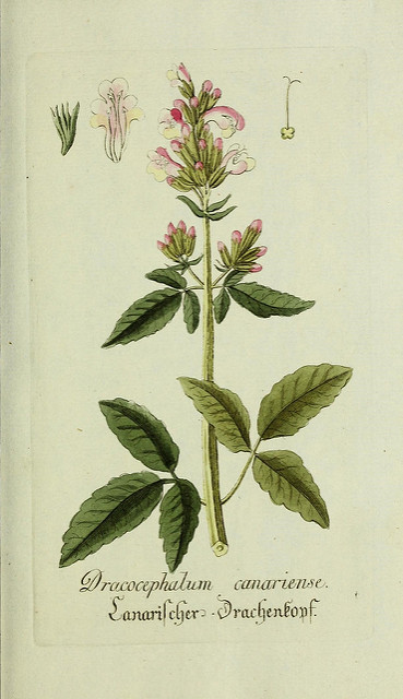 Cédronelle