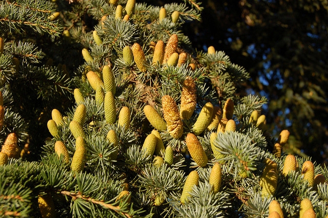Cedrus atlantica