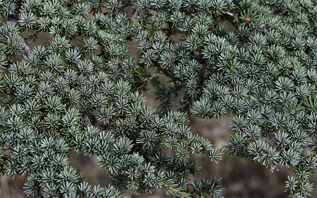 Cèdre de chypre