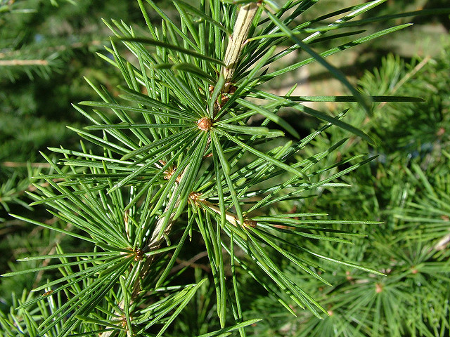 Cedrus deodara