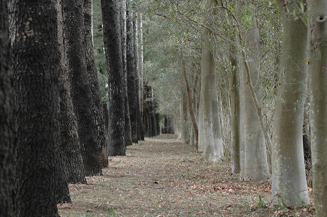 Cedrus deodara