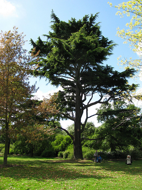 Cedrus deodara