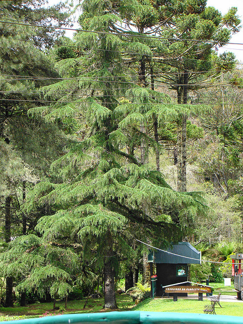 Cedrus deodara