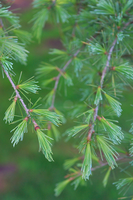 Cedrus deodara