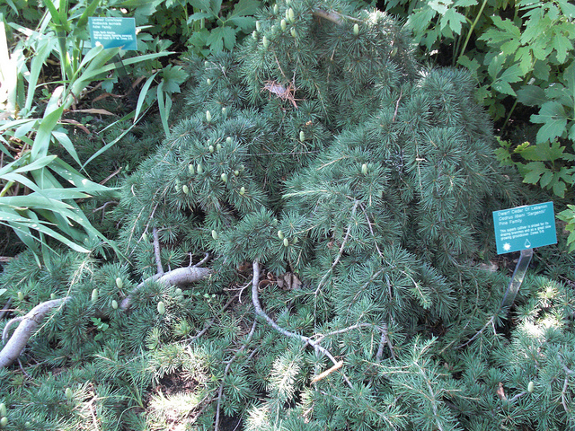 Cèdre du liban (Cedrus libani)