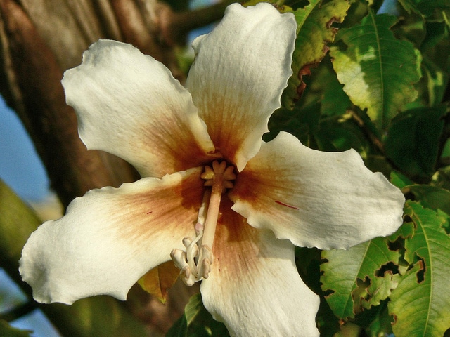 Ceiba insignis