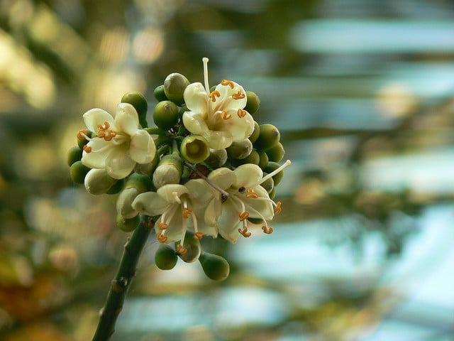 Kapokier (Ceiba pentandra)
