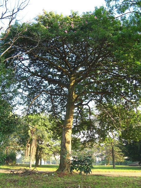 Kapokier