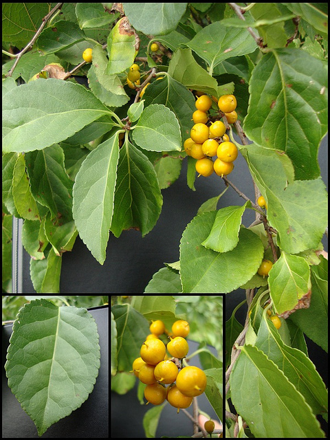 Bourreau des arbres (Celastrus orbiculatus)