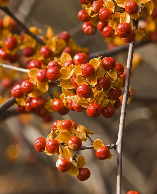 Bourreau des arbres (Celastrus scandens)