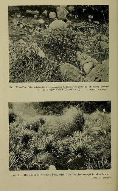 Celmisia bellidioides (Celmisia bellidioides)