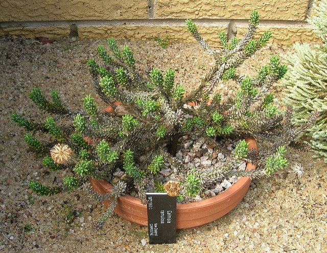 Celmisia ramulosa
