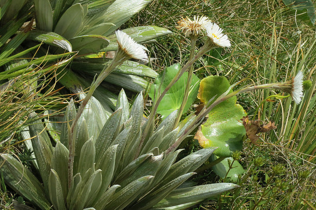 Celmisia semicordata