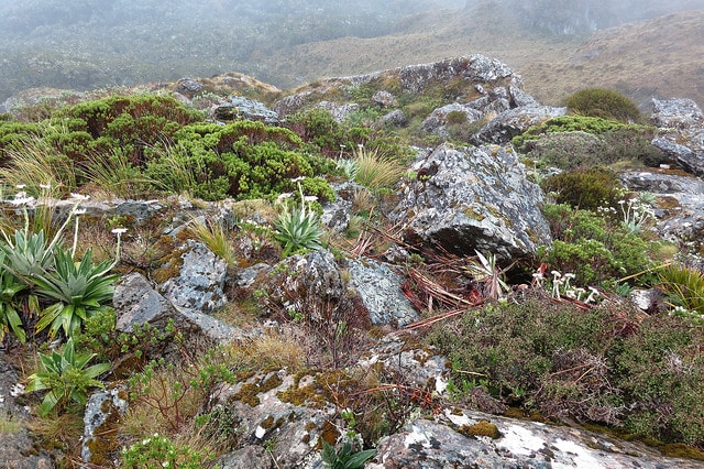 Celmisia semicordata