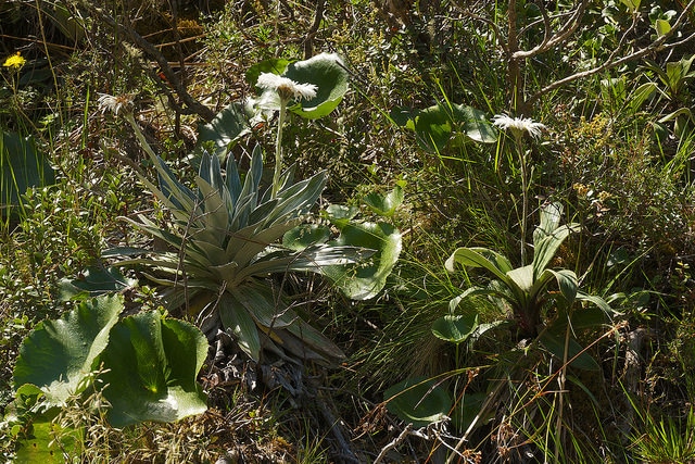 Celmisia semicordata