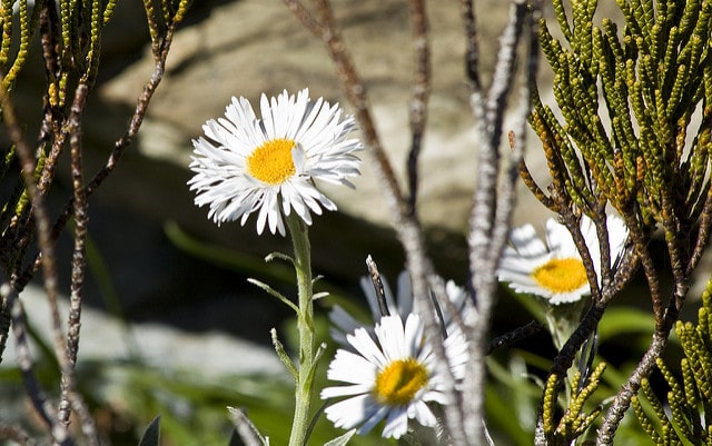Celmisia semicordata