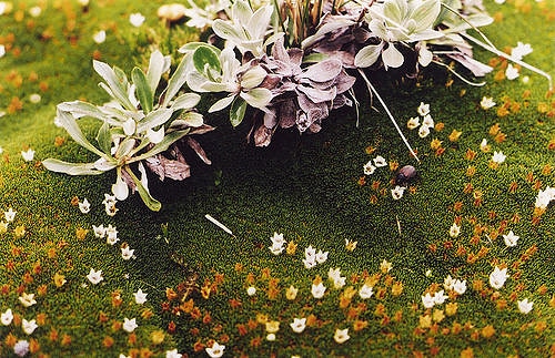 Celmisia sessiliflora (Celmisia sessiliflora)