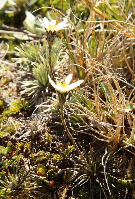 Celmisia spectabilis