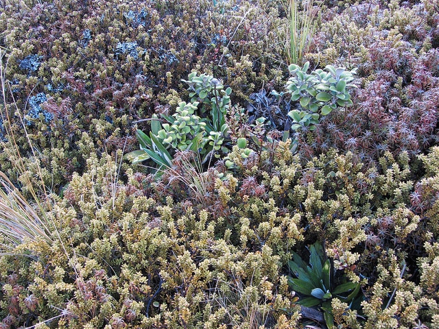 Celmisia spectabilis