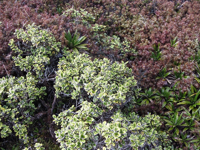 Celmisia spectabilis