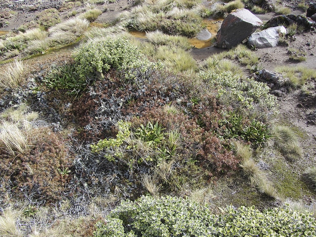 Celmisia spectabilis